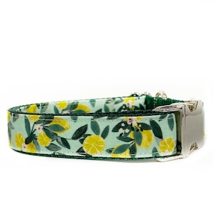 May include: A light green dog collar with a lemon print and a silver buckle.
