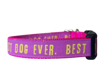 Best Dog Collar, Pink/Orange