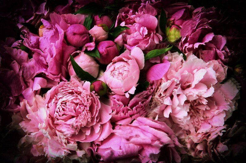 Wallpaper Pink Peony Beautiful Flowers Wall Etsy