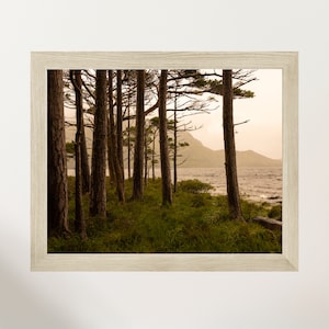 Forest in Killarney National Park Ireland, Metallic Color Killarney National Park Wall Art