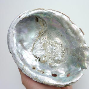 May include: An iridescent abalone shell featuring a polished, pearlescent interior with swirling hues of silver, blue, and green. The shell has a natural, organic shape with a series of small, aligned holes along the curved edge and a rough exterior.