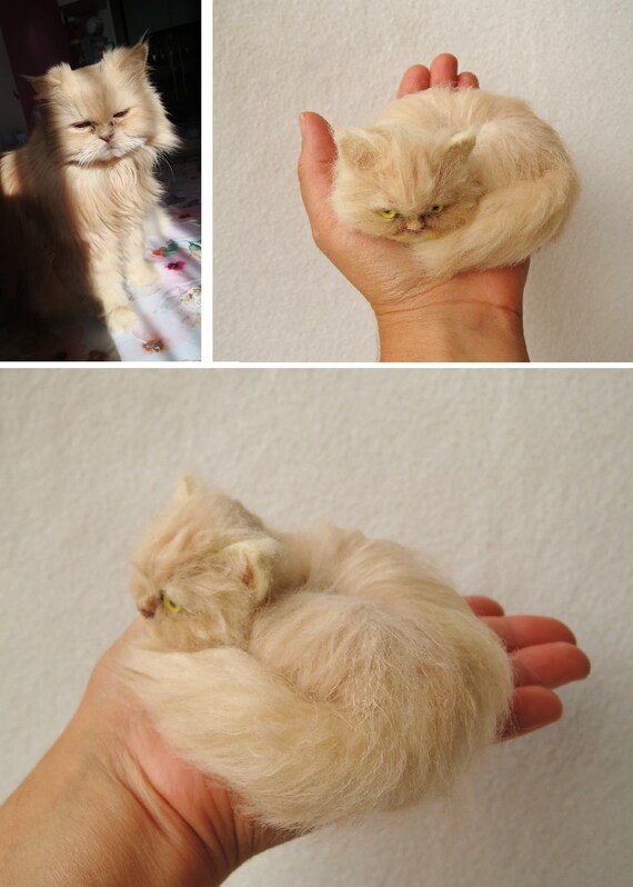 Angora himalayan cat 2025