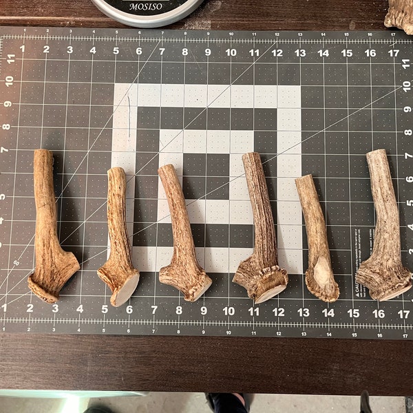 Axis Deer Antler Etsy