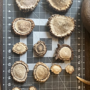 May include: A collection of 12 round, beige, antler slices of varying sizes, arranged on a black and white gridded surface. The antler slices have a rough, textured edge.