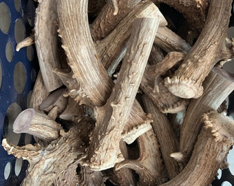 Mule deer antler base