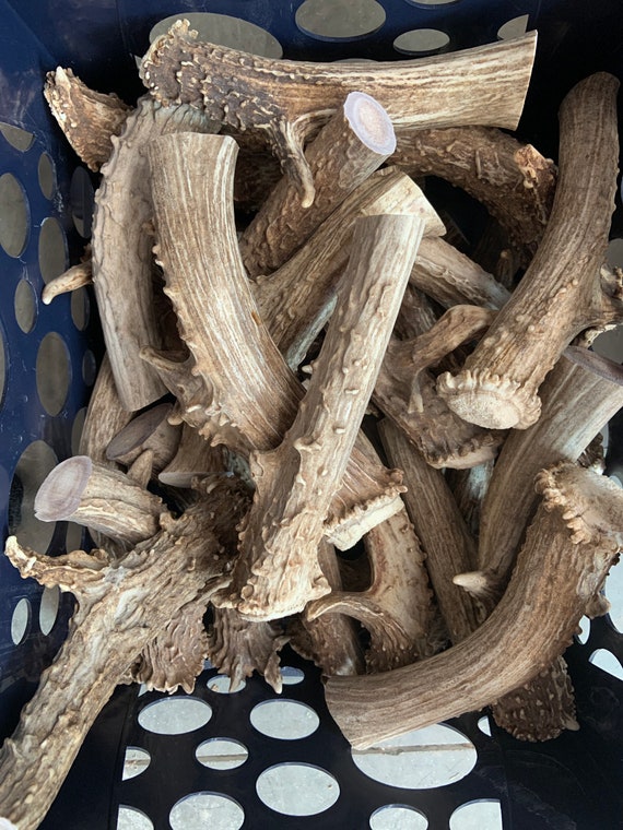 Mule deer antler base