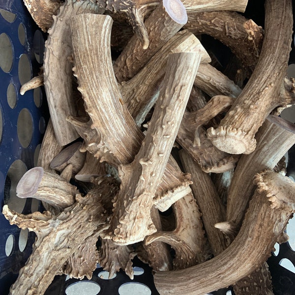 Mule deer antler base