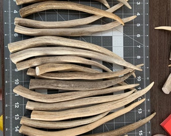 Mule Deer tines