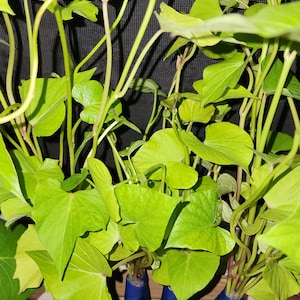 May include: A close-up of sweet potato plants with vibrant green leaves and stems. The plants are in a cardboard box, with the roots wrapped in blue paper. The background is a dark mesh.