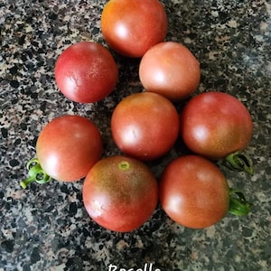 Rosella Tomato