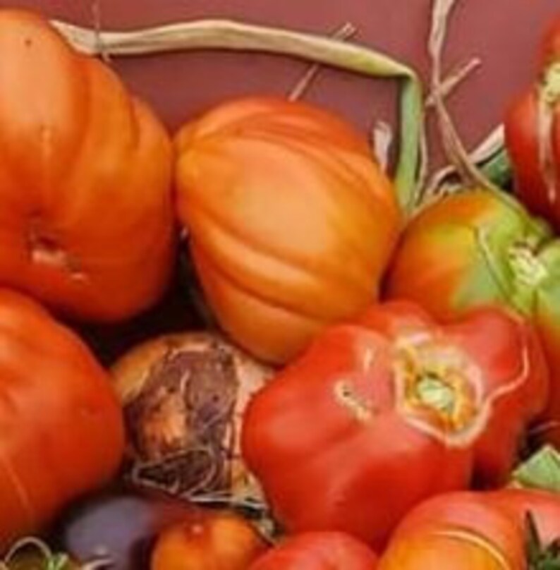 Stone Ridge Tomato Etsy