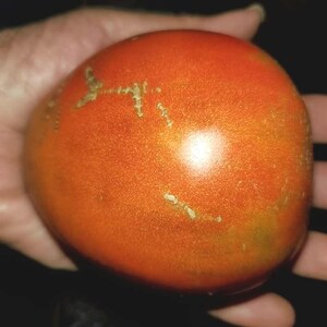 Dwarf Desperado Tomato