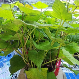 May include: A close-up of a vibrant green plant with heart-shaped leaves. The plant has multiple stems and is growing in a red container. The leaves are a bright green color, with some showing a lighter shade of yellow.
