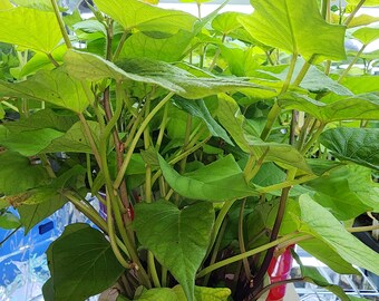 Japanese Purple Sweet Potato Slips