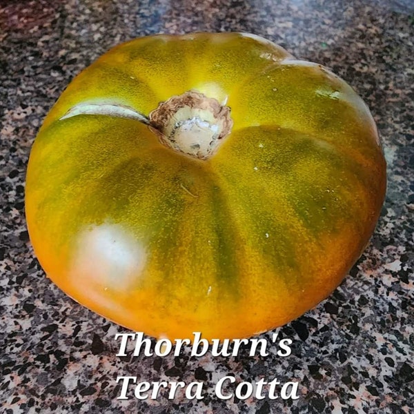 Thorburn's Terra Cotta Tomato