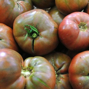 Cherokee Purple Tomato