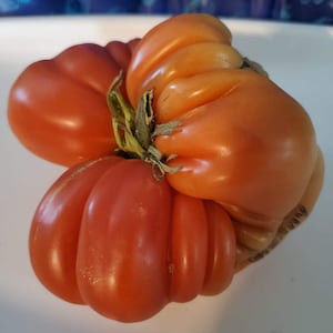 Granny&#39;s Throwing Tomato