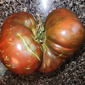 Black Brandywine Tomato