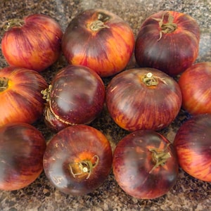 Queen of the Night Tomato