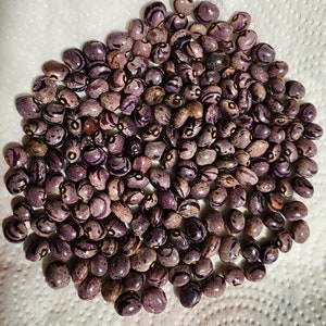 Forelle Fliederfarben *RARE* Pole Bean