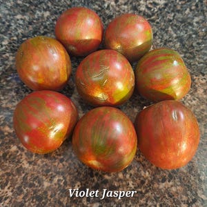 Violet Jasper Tomato Seeds