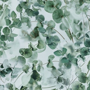 Eucalyptus en fleurs de ferme de Hoffman California Spectrum impression numérique, bel accent ou mélangeurs, scène enneigée de feuilles d'eucalyptus