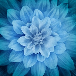 Stunning Dream Big Atlantic Blue Dahlia Hoffman Spectrum Digital Print, Beautiful Dahlia Fabric Panel, Quilting Cotton