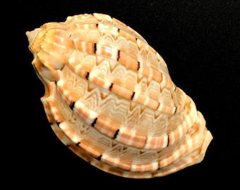 May include: A large, intricately patterned seashell with a light brown and white color scheme. The shell has a smooth, glossy finish and a slightly curved shape.