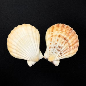 Flat Ribbed Scallop Sea Shell PAIR Decatopecten Radula Natural Collectible Display Specimen Marine Bi-Valve Mollusk Shell Free USA Shipping