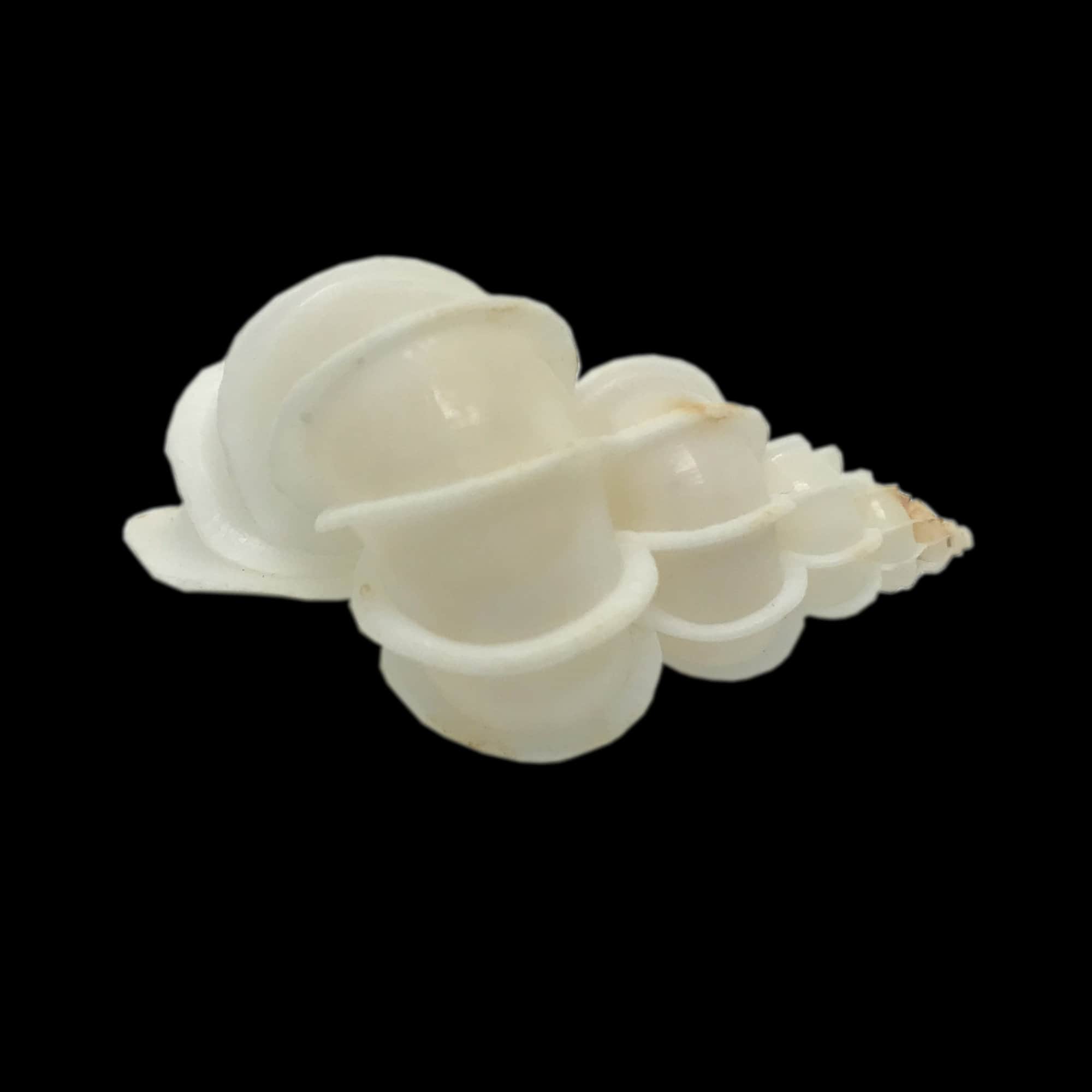 Epitonium Scalare Sea Shell Precious Wentletrap Natural Display ...