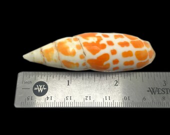 オレンジと白の貝殻、エピスコパル ミター ミトラ ミトラ 展示用標本