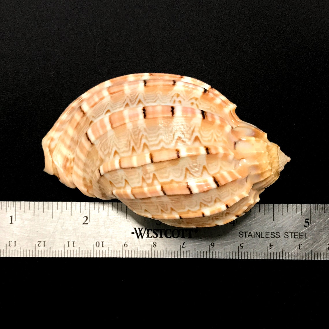 Turtle Shell Harp Large Harp Snail Sea Shell Harpa Major Natural Display Specimen Marine ...