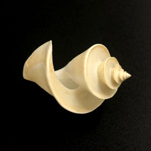 Japanese Wonder Sea Shell Thatcheria Mirabilis Natural Display Specimen ...