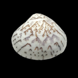 Venusschelp BIJPASSEND PAAR Zigzagpatroon Lioconcha Castrensis Uniek compleet schelpdier decoratief displaymodel Gratis verzending in de VS!
