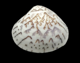 Venus Clam Shell MATCHING PAIR ZigZag Pattern Lioconcha Castrensis Unique Complete Clam Shell Decorative Display Specimen Free USA Shipping!