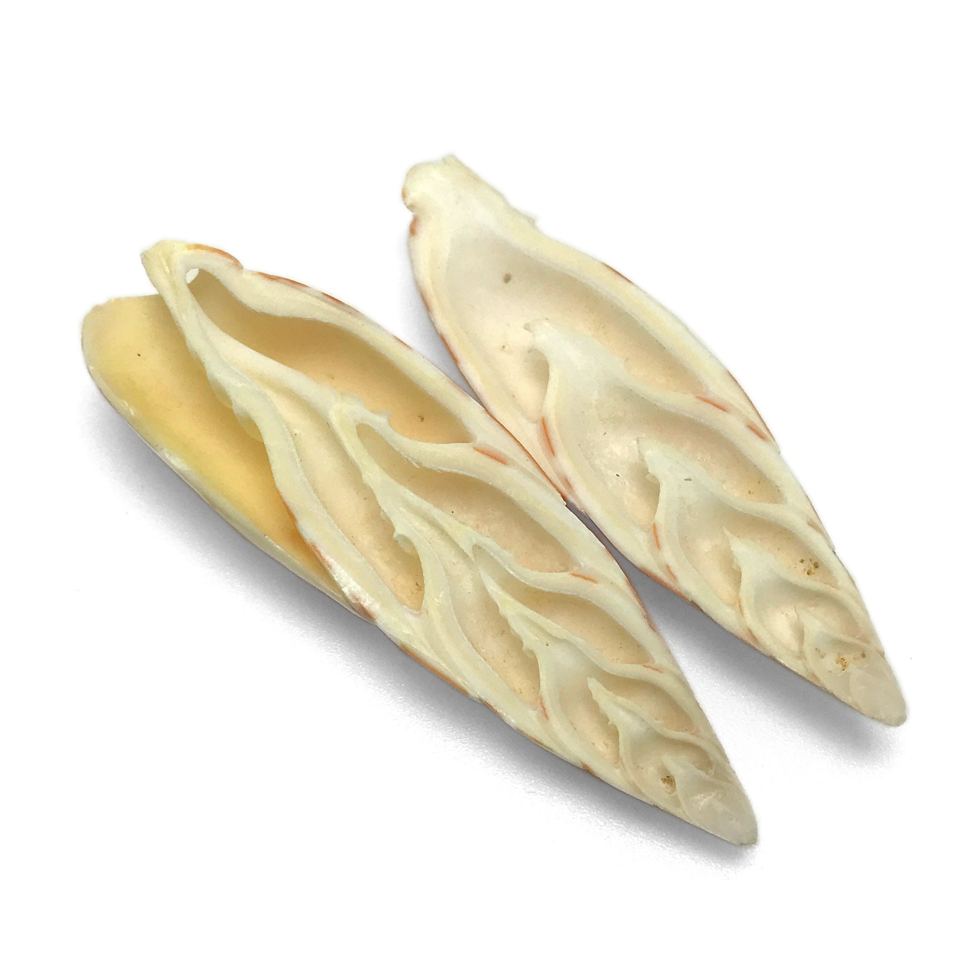 Split Polished Mitra Mitra Sea Shell Episcopal Miter Natural Display ...