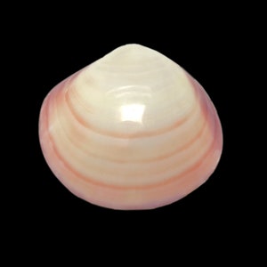 Hache de palourde tigre à rayures roses PAIRE ASSORTIE Codakia Tigerina, spécimen décoratif unique en forme de coquille de palourde, livraison gratuite aux États-Unis