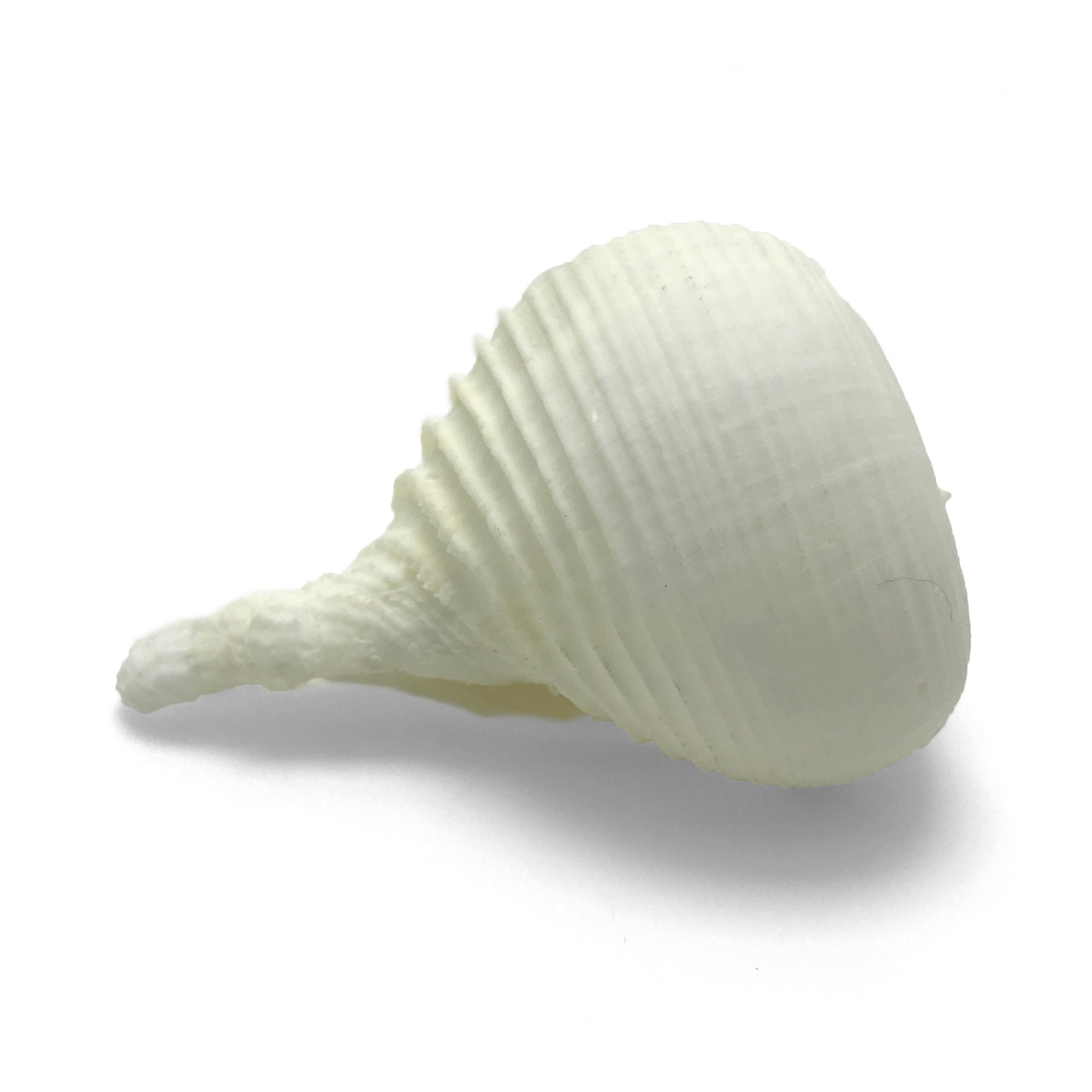Rapeseed Shell Paper Rapa Sea Shell Rapa Rapa Murex Natural Display Specimen Marine ...