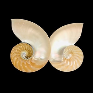 Split Chambered Nautilus Sea Shell Rare Natural Display Specimen Delicate Unique Collectible Free USA Shipping image 2
