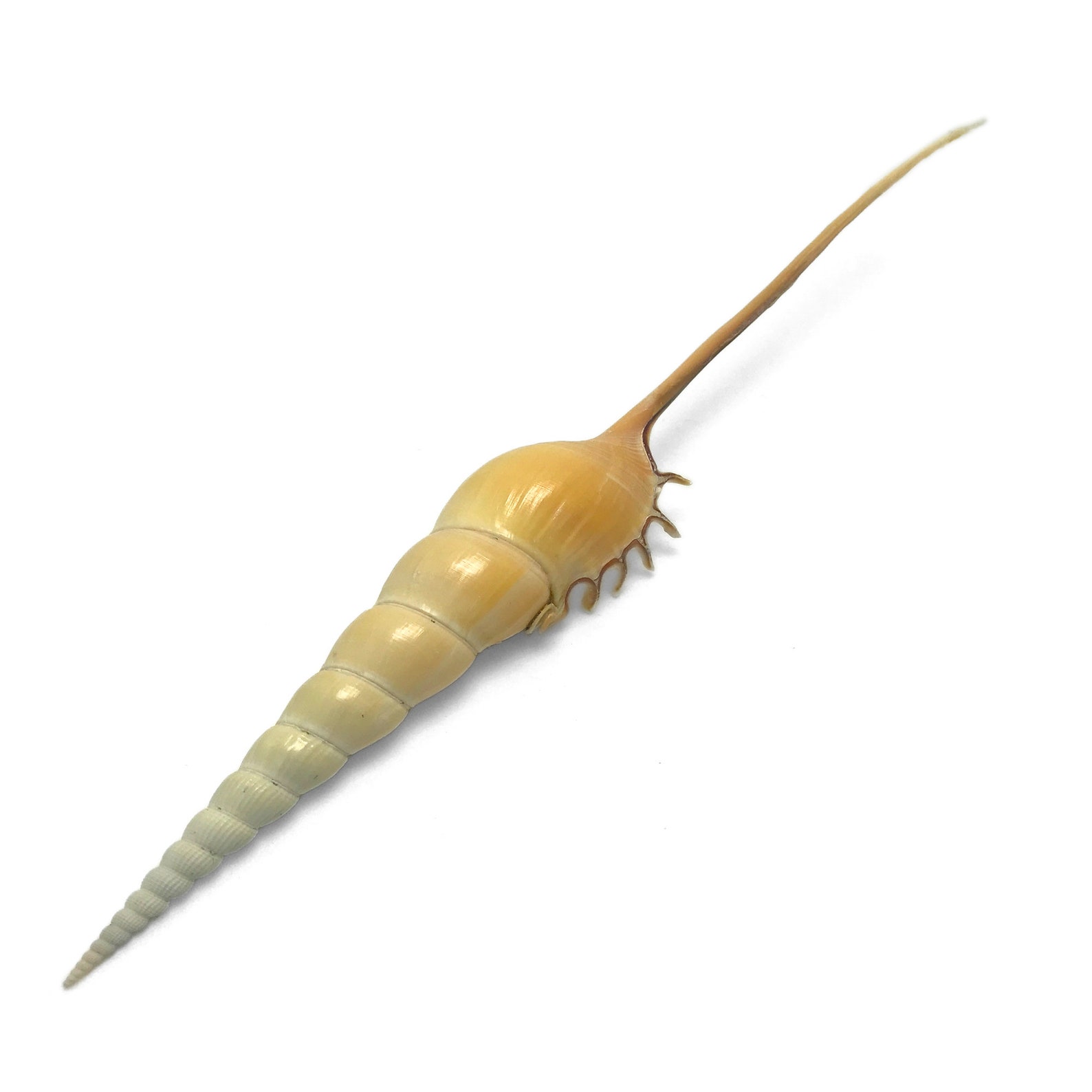 Spindle Tibia Sea Shell Shinbone Tibia Fusus Natural Display Specimen ...