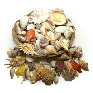 May include: A woven basket overflowing with a variety of seashells in shades of white, tan, orange, and brown. Some shells are spilling out of the basket onto a white surface. A starfish is visible.