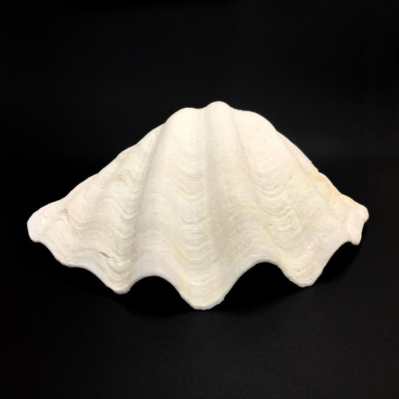 Huge outlet clam shell