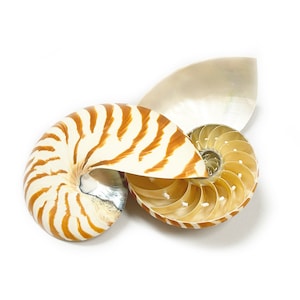 May include: A nautilus shell with a cream and brown striped pattern, partially cut to reveal its internal chambers. A pearlescent, curved shell fragment is also present, all against a white background. The shell's spiral design is prominent.