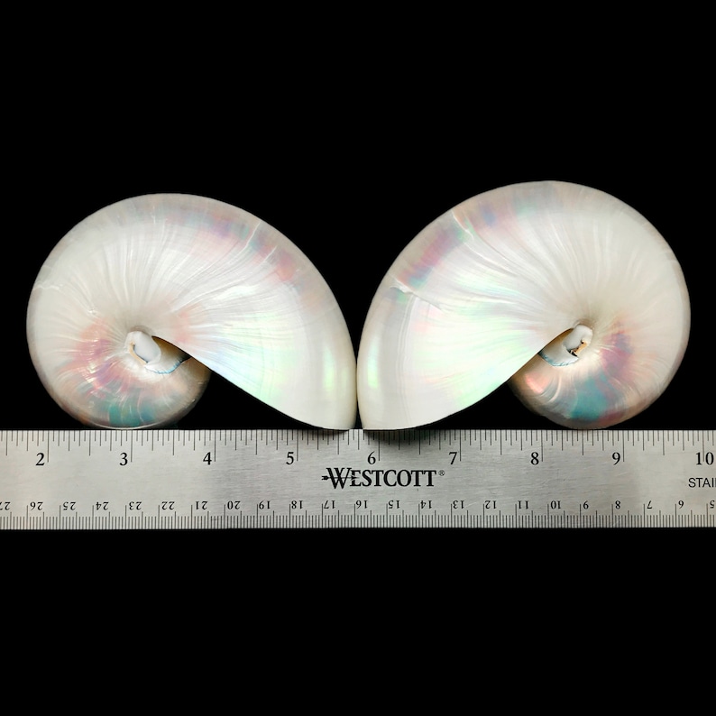Shell On Ruler Split Pearlized Nautilus Shell Hand Polished Nacre Sea Shell Mother of ...