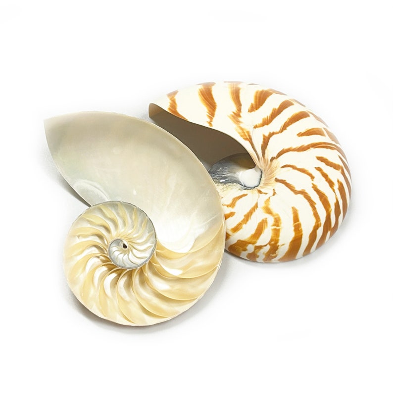 Split Nautilus Sea Shell Rare Chambered Nautilus Natural Display ...