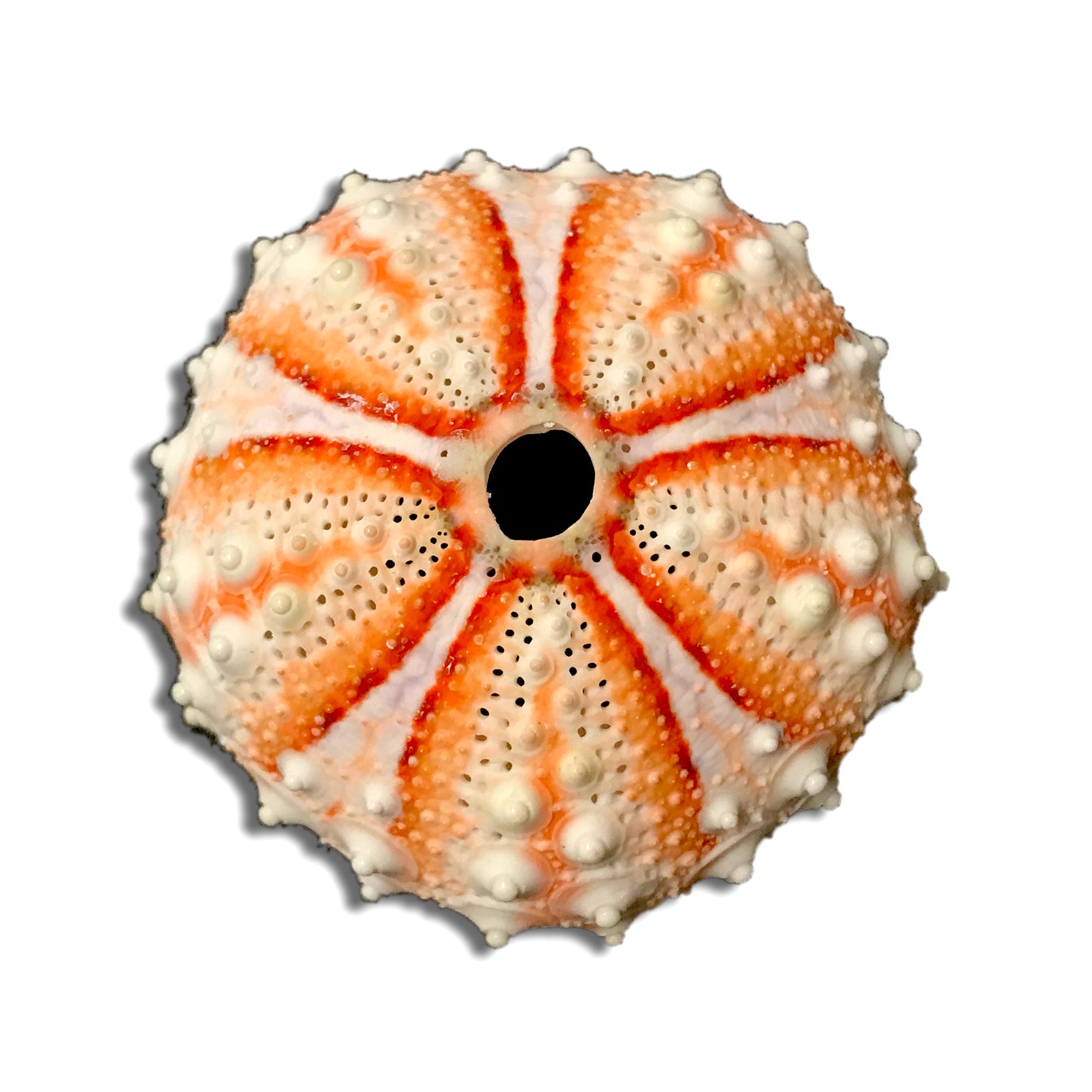 Vibrant Sea Urchin Sea Shell Natural Color Coelopleurus Maillardi