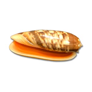 May include: A brown and orange seashell with a striped pattern. The shell is closed and has a smooth, glossy finish.