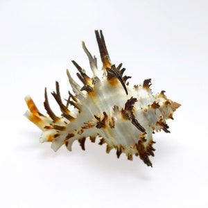 Endivie Murex Sea Shell Hexaplex Cichoreum Natural Display Specimen Meeresschnecken Mollusk Shell seltenes einzigartiges Sammlerstück