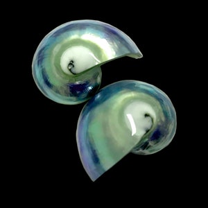 May include: Two iridescent green and blue seashells with white interiors. The shells are shaped like a spiral and are arranged in a stack.