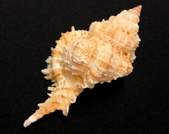 The Superb Murex Sea Shell Chicomurex Superbus Natural Display Specimen Marine Gastropod Mollusk Shell Unique Collectible Free USA Shipping!